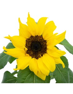 Girasol ornamental (maceta 12 cm Ø) 2