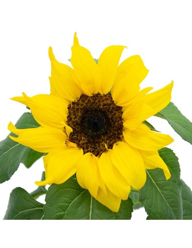 Girasol ornamental (maceta 12 cm Ø)