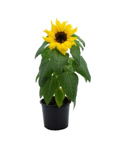 Girasol ornamental (maceta 12 cm Ø)