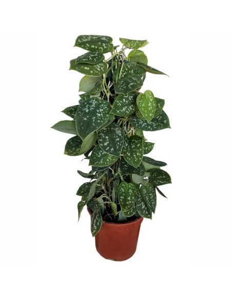 Potos pictum en tutor de 40 cm (maceta de 17 cm Ø)