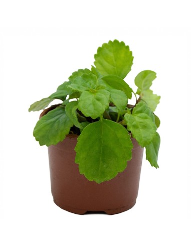 Compre Dólar a granel a partir de € 2,60 em Germigarden