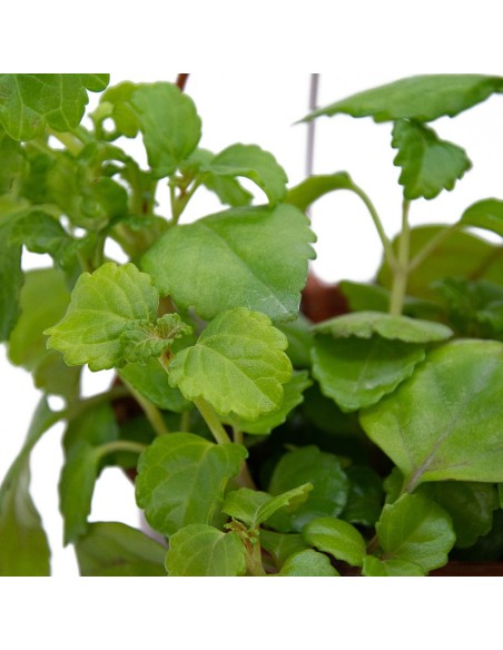 Planta del diner