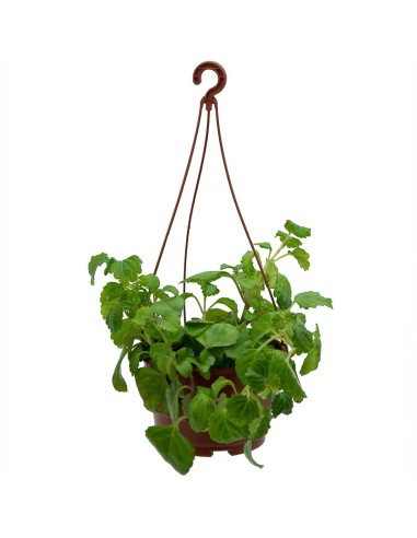 Planta del diner