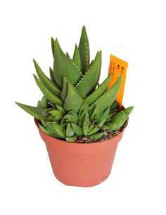 Aloe sp (test 12 cm ø)