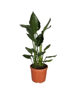 Strelitzia  reginae (test 21 cm ø)