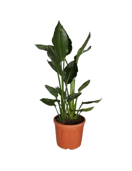 Strelitzia  reginae (test 21 cm ø)