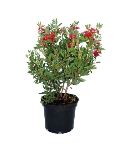 Achetez Callistemo à partir de 17,5€ chez Germigarden