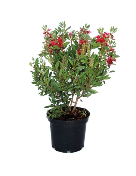 Compre Callistemon a partir de € 12,05 em Germigarden