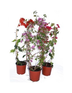 Bouganvillea por € 21 em Germigarden