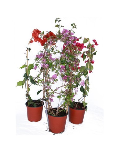 Bouganvillea (test 19 cm ø)
