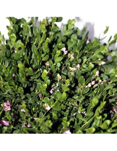 Boronia (maceta 19 cm ø) 2