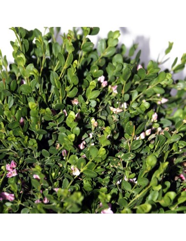 Boronia (test 19 cm ø)