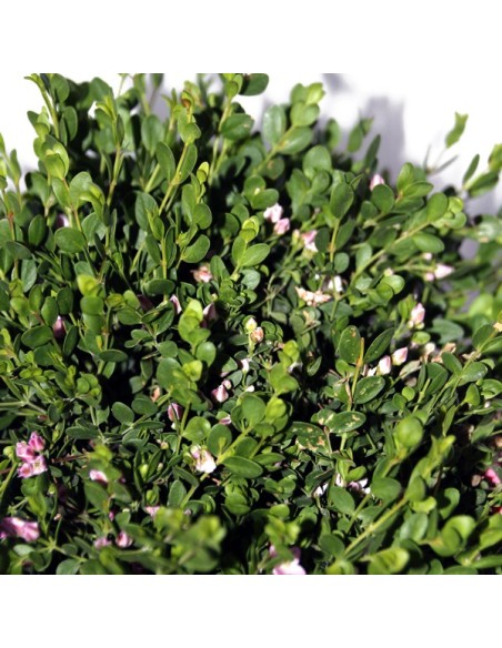 Pittosporum (test 15 cm ø)
