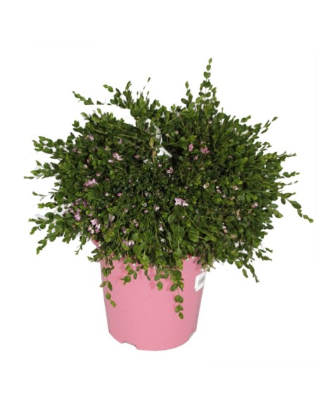 Pittosporum (test 15 cm ø)