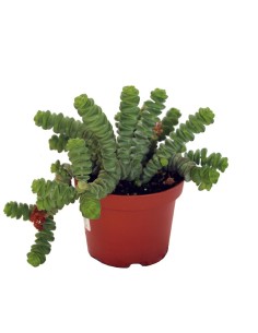 Crassula marnieriana (vaso 9 cm ø)