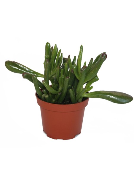 Crassula 'Hobbit' Horntree (test 9 cm ø)