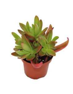 Crassula campfire (maceta 9 cm ø)