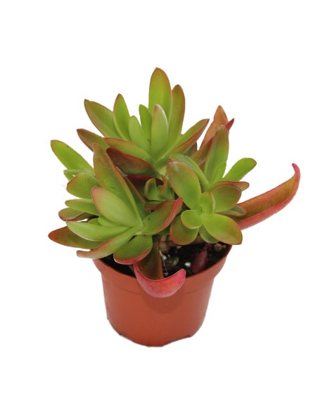 Crassula campfire (test 9 cm ø)