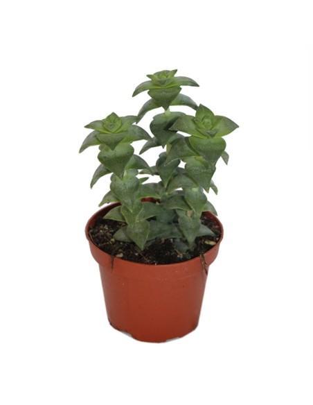 Crassula ovata (vaso 9 cm ø)