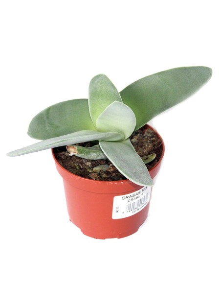 Crassula falcata (vaso 9 cm ø)