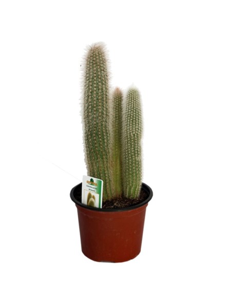 Cleistocactus Strausii