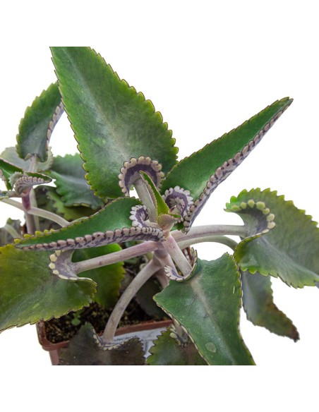 Kalanchoe daigremontiana (maceta 10,5 cm ø)