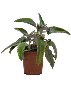 Kalanchoe daigremontiana (vaso 10,5 cm ø)