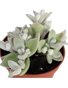 Kalanchoe elophylla (maceta 12 cm Ø) 2
