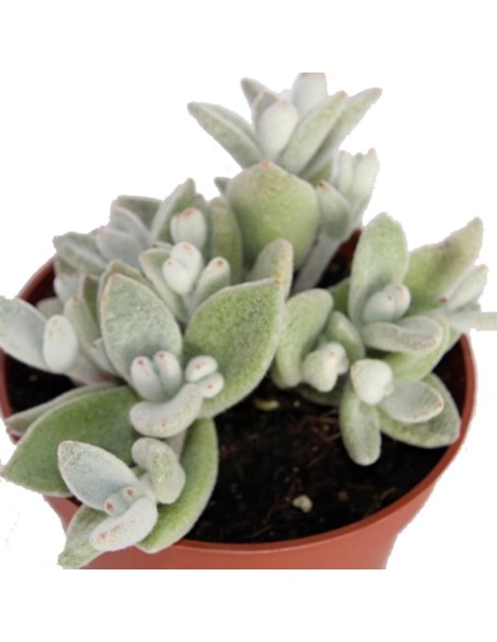 Kalanchoe elophylla (vaso 12 cm Ø)