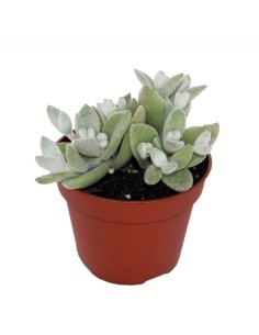 Kalanchoe elophylla (maceta 12 cm Ø)