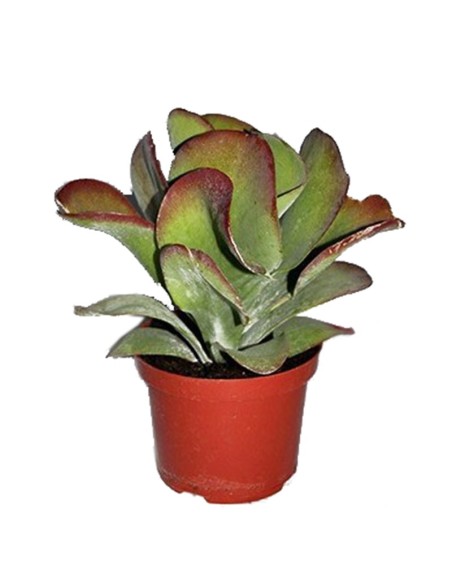 Kalanchoe thyrsiflora