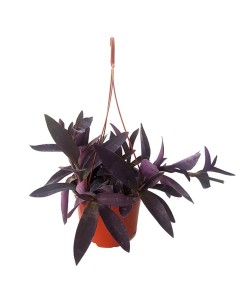 Tradescantia purpurea (test 14 cm ø)