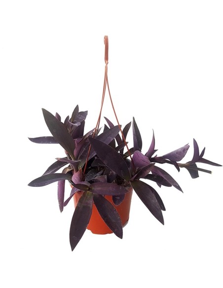 Tradescantia purpurea (maceta 13 cm ø)