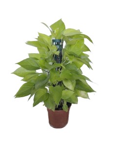 Potos Neon en tutor de 40 cm (maceta de 17 cm Ø)