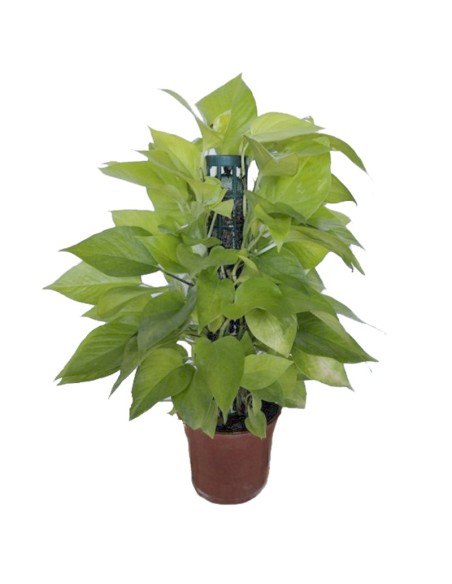 Potos Neon en tutor de 40 cm (maceta de 17 cm Ø)