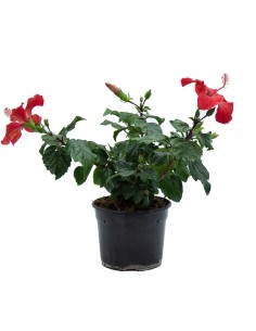 Hibisco (vaso de 15 cm Ø)