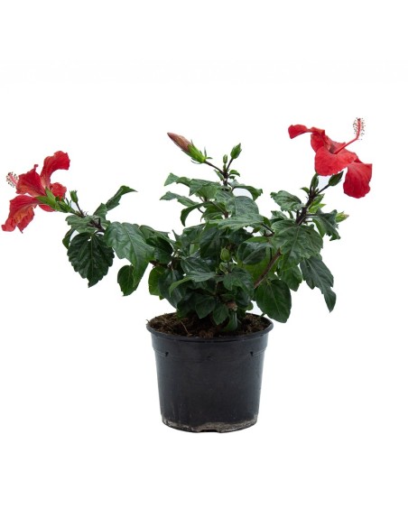 Hibiscus (maceta 15 cm Ø)
