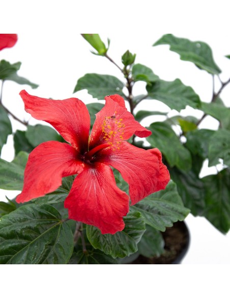 Hibiscus (maceta 15 cm Ø)