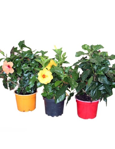 Hibiscus (Test 15 cm Ø)