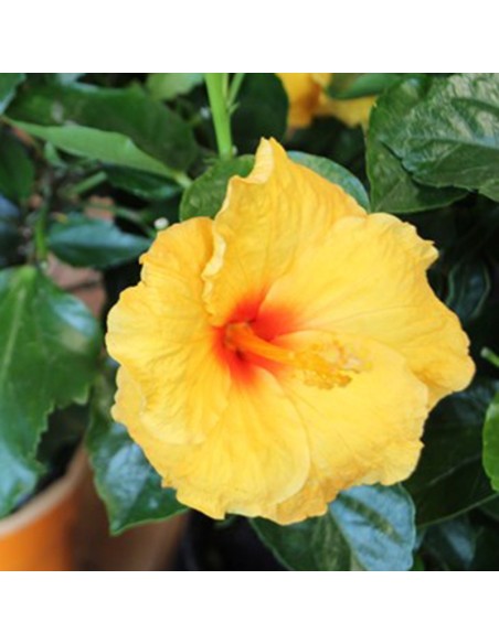 Hibiscus (maceta 15 cm Ø)