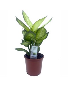 Difenbaquia Summer Steel (maceta 17 cm Ø)