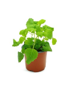 Comprar planta de melisa por 1,75€ en Germigarden