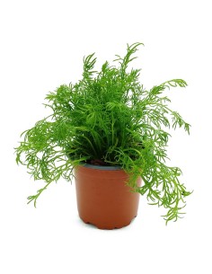 Comprar manzanilla en planta por 2,20€ en Germigarden