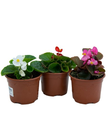 Begonia de verano por 1,75€ en Germigarden