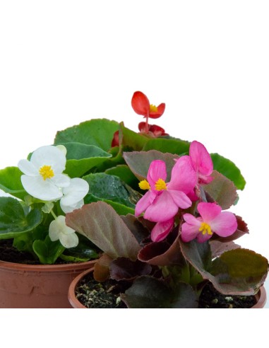 Begonia de verano por 1,75€ en Germigarden