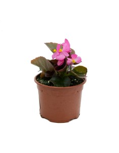 Begonia de verano por 1,75€ en Germigarden