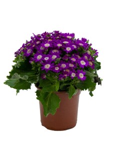 Cinéraire de fleurs ou senecio à 4,50€ chez Germigarden