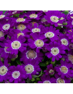 Cinéraire de fleurs ou senecio à 4,50€ chez Germigarden 2
