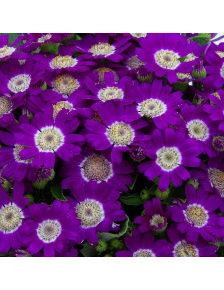 Cinéraire de fleurs ou senecio à 4,50€ chez Germigarden