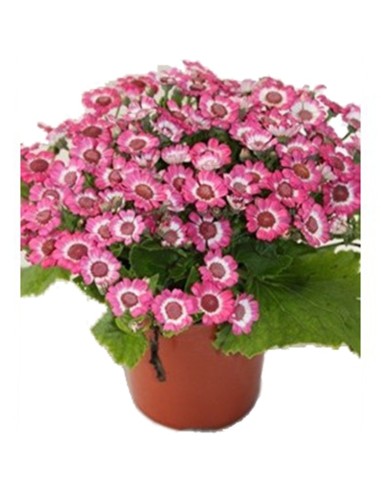 Cineraria (vaso 14 cm ø) por € 4,50 em Germigarden